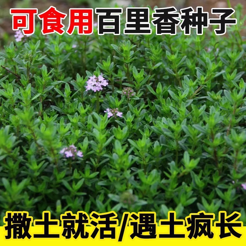 跨境新款百里香种子可食用西餐牛排香草调味料山胡椒麝香百里香籽