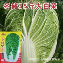 冬储35斤秋播大白菜种子东北高产特大北方耐寒耐储藏越冬白菜籽