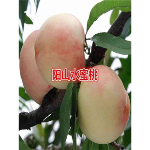 �����ɽˮ���Ҙ�����Ҙ����޽Ӵ���Pˮ����������ͥԺ������