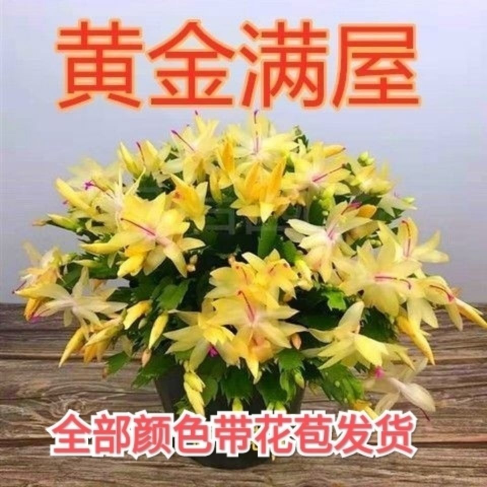 (带花苞)蟹爪兰花苗盆栽花卉室内阳台开花植物盆栽四季开裕康