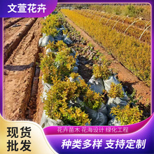 ��·�G����������S������С��G��������ľ����С�~�����S�����l