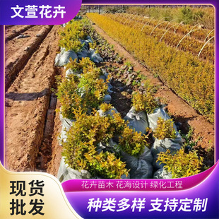 ��·�G����������S������С��G��������ľ����С�~�����S�����l