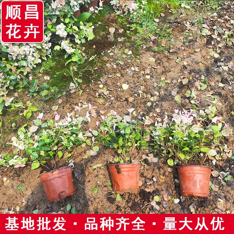 Фикус эластичный в горшке для балкона и сада, легко выращиваемое растение с яркими цветами и листьями, комнатные подвесные саженцы виноградной лозы фикуса эластичного.