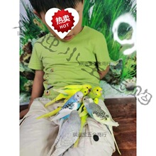 ��Ƥ�W�^���B��С�͕��fԒ�Č����B�������B���P���BС�B�B������