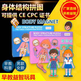 儿童认知男女孩人体身体结构拼图器官图片幼儿园教具早教益智玩具