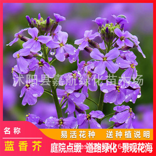 �{���N���{ɫ�Ͳ˻��W���㻨�滨�׷N����ͥԺ�ļ��׻�^����