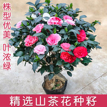 山茶花种籽花卉种子花木种子林木种子盆栽山茶花树四季易种种籽