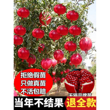 ʯ����緬ʯͻ��˹ܛ�џo���ļ�ͥԺ�辰���ش�������ʯ�������