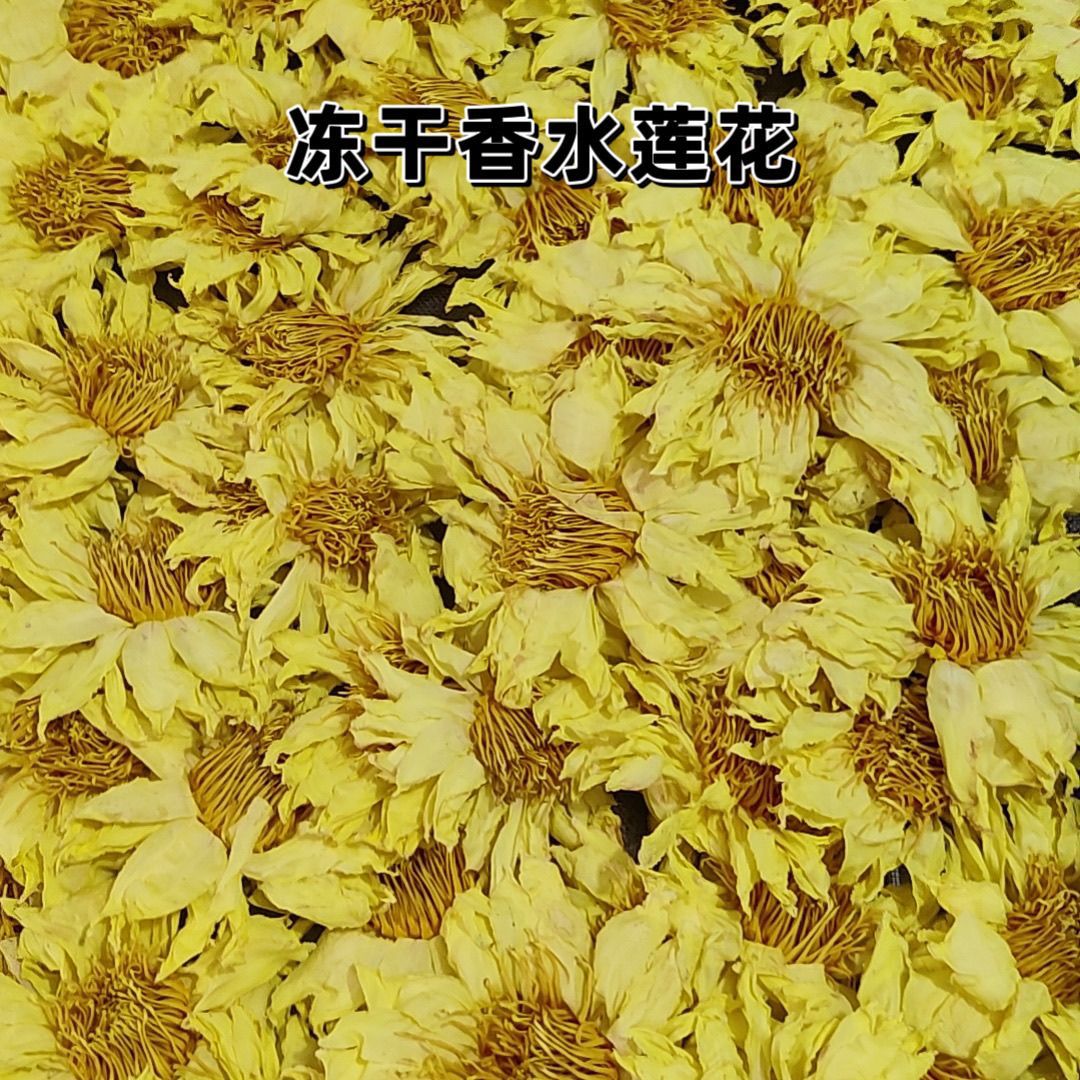 普陀山冻干九品香水莲干花茶散花男女生荷花观音莲花礼佛养生茶