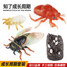 实心儿童教具仿真昆虫动物模型套装知了蝉成长生长周期玩具摆件