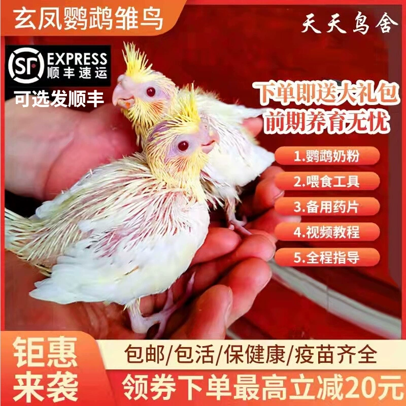 Цыплята попугая Xuanfeng, молодой попугай, оригинально серо-желтый, ручное выращивание, ферма, прямоволосое разведение, бесплатная доставка