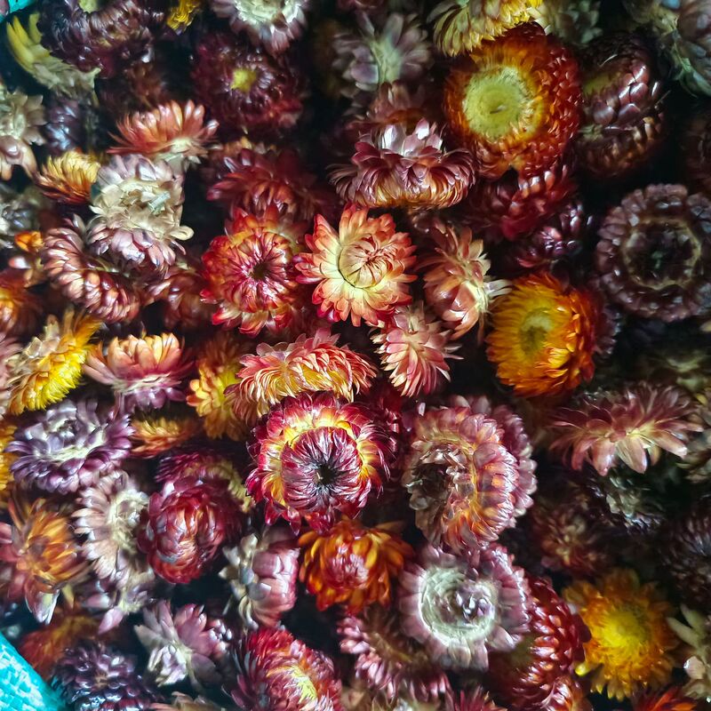 麦わら菊の花の頭の乾いた花の七色の菊の頭のDIYの材料は自然な真の花の雲南の源の工場を包んで卸売りします。|undefined