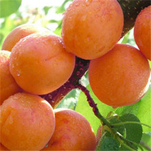 ӘֱllϱNֲƤӘԵdͥԺ