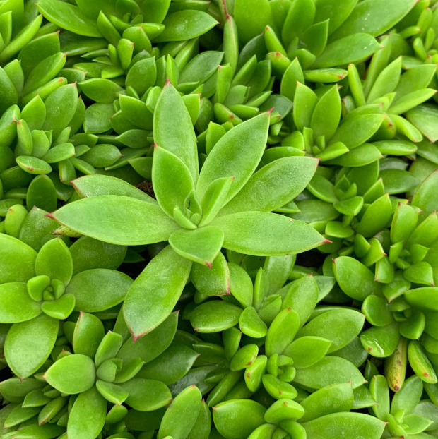 天羽多肉 砍头苗 流星雨冬云 多肉植物批发 基地直销 大棚基地