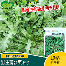 中研野生蒲公英种子 农田菜园盆栽阳台种植适应性强耐寒蒲公英籽