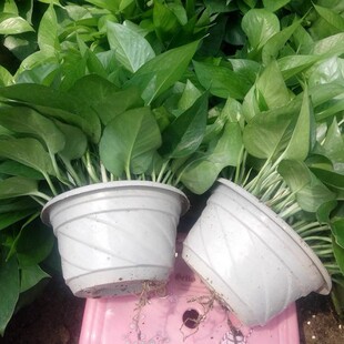 New House Pothos Indoor Potted Plants for Purifying Plants and Flowers, Office Living Room Green Plants, Easy to Maintain