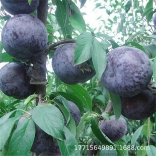 ������ڌ�ʯ���Ә��� ��õ��ڲ��������� �������l�ڲ���������