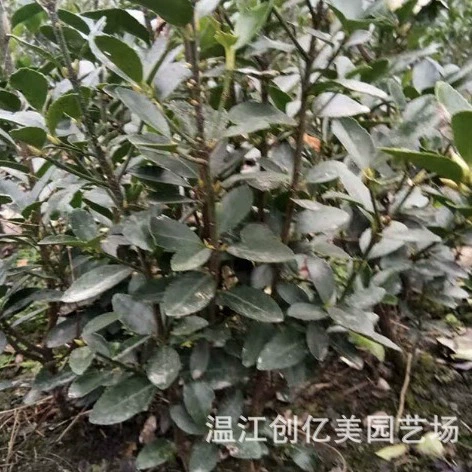 Вечнозеленое растение, саженец, зеленое растение, высота 20-50cm крупных листьев, шарик для волос из самшита