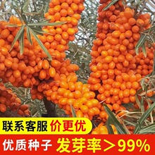 ���ɳ���N�Ӵ������tɳ����N���ļ��o�¹���ș�Ĺ�ľˮ���N��
