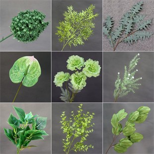 �Gɫϵ���滨�b�Y�û��đ��⻨�Gֲ��ꐲ���ɢβ��ɭϵ��c