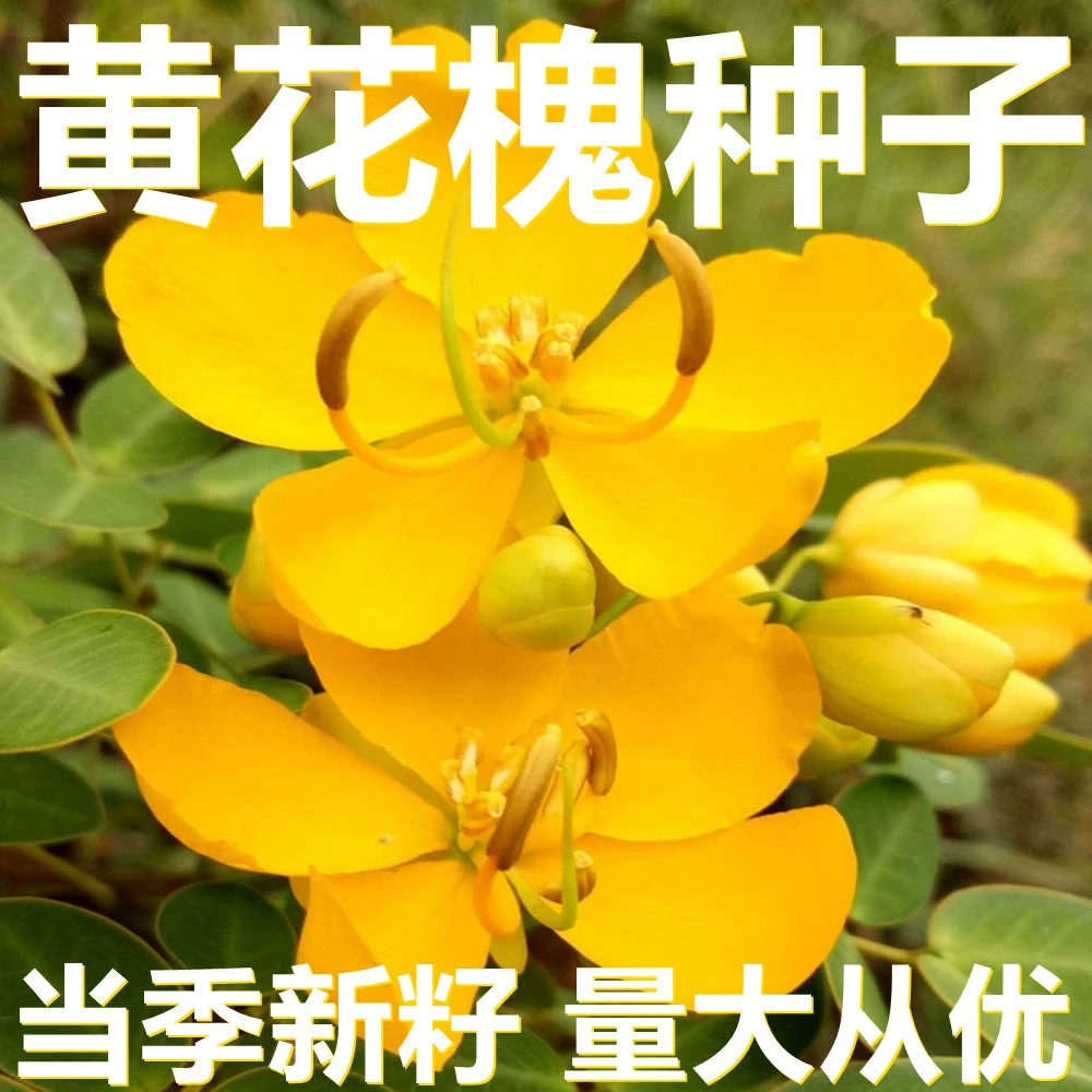 Семена Sophora japonica 250-500г в мешках оптом, прямые поставки с места происхождения, сезонные новые семена, семена садовых цветов