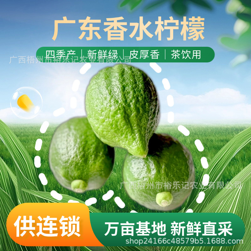 Directly Supplied from the Place of Origin, Guangdong Perfume Lemon Milk Tea Shop Exclusive Seedless Grade One 5kg Fresh 2.5kg
