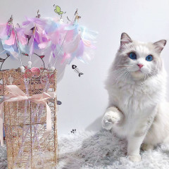 猫のおもちゃの新型の猫の棒の七色の孔雀の花は猫のおもちゃのインタラクティブな鈴のペットの用品のメーカーの卸売りを笑わせます。