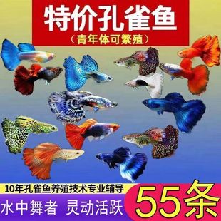 Guppy Ornamental Fish Live Tropical Small Freshwater Cold Water Easy to Maintain Live Goldfish Swordtail Fish Fry Pet Pregnant Mother