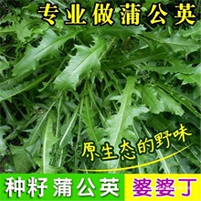 蒲公英种子种籽四季婆婆丁药盆栽蔬菜青菜大全春秋冬季野菜种孑夏