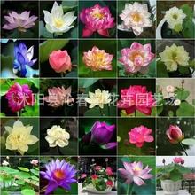 【电商专用】跨境批发睡莲碗莲水生植物种子水培荷花莲子种子