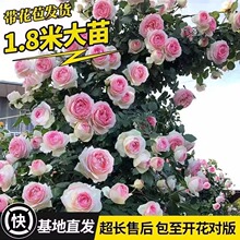 1��6�ش��Nޱ�����ٱ��¼����پGֲ���̨���������¼����¼�����