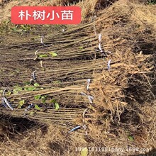 朴树苗 工程绿化苗 小叶朴树苗 朴树小苗小叶沙朴 朴树沙朴树占地