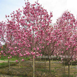 �����m����@�ֹ��̾G��ռ�؆�ľͥԺ���G�^�~ֲ���S���m�������m