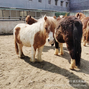 �rׯ���B�@�T���Rƥ �r�Ҙ������R���_�R�����Xһƥ ���R�Bֳ��