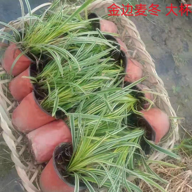 Наземное покрытие очень холодостойкое и засухоустойчивое, трава нефритового дракона является вечнозеленой в любое время года, японский гном Ophiopogon japonicus, зеленение двора, трава Ophiopogon japonicus с золотистыми краями.