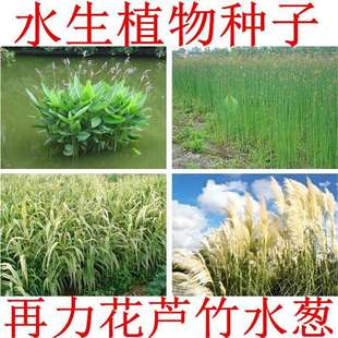 ˮ��ֲ�� �������N�� ˯ɏ�ѻ��~�J���S���JȔˮ�[���~���Sβ�N��