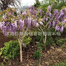 线下苗圃批发紫藤花苗庭院棚架绿化四季种植爬藤植物紫藤苗