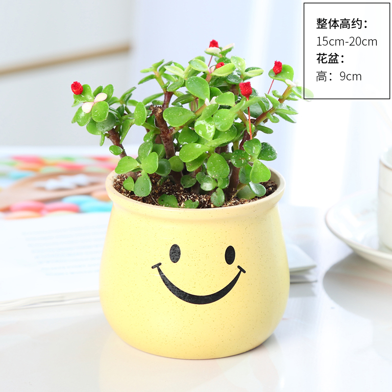 황금가지와 옥잎(노란 웃는 도자기 화분)이 비료와 함께 제공됩니다.