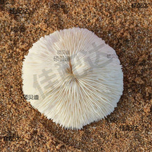 天然白珊瑚圆形海菊花鱼缸造景道具装饰品摆件水晶消磁0..