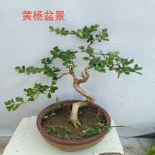 S辰ļҕk҃^~Gֲ՚B辰