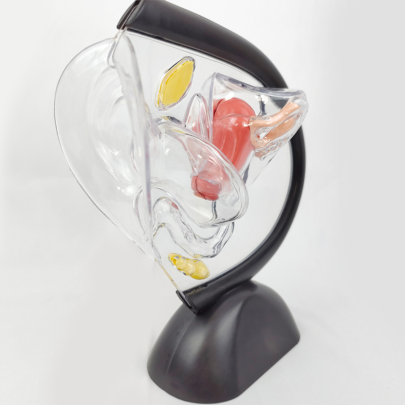 Modelo de útero transparente humano visible Estructura del útero pared interior modelo de anillo superior modelo de familia reproductiva modelo anticonceptivo