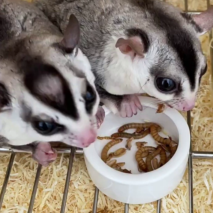 Керамическая миска для риса с сахарным планом, миска для еды для хомяка с защитой от проливания, специальная коробка для кормления, ежедневные принадлежности для золотого хомяка, кормление шиншиллы