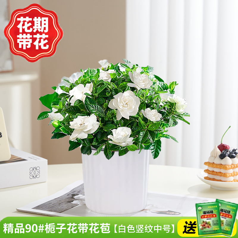 부티크 90#치자나무 개화기(흰색 세로줄이 있는 중간 크기)에 영양액을 공급합니다.