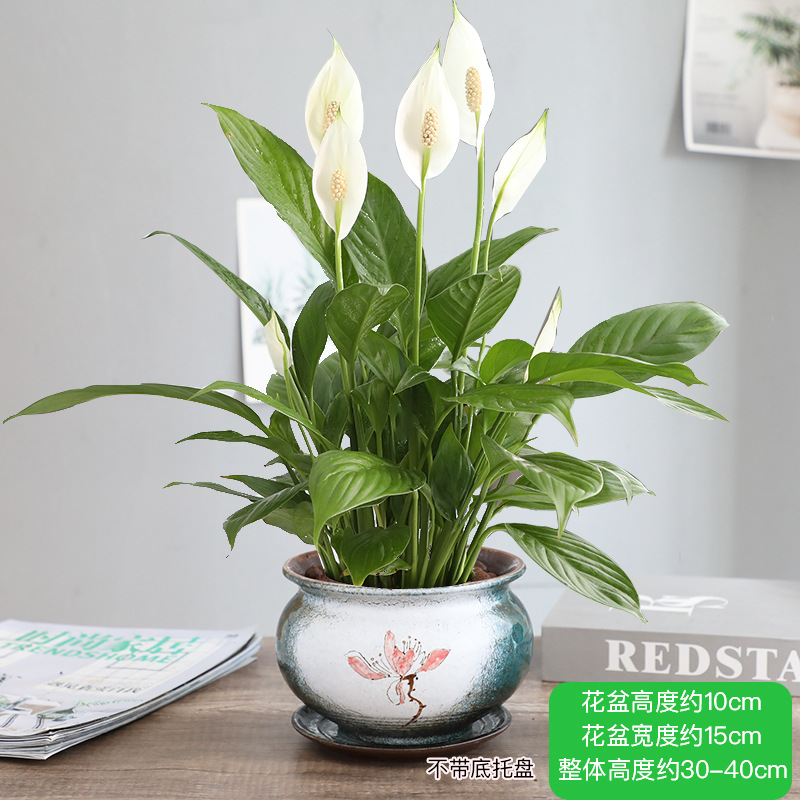 특급 부드러운 항해 화이트 팜 + 심포니 618 세라믹