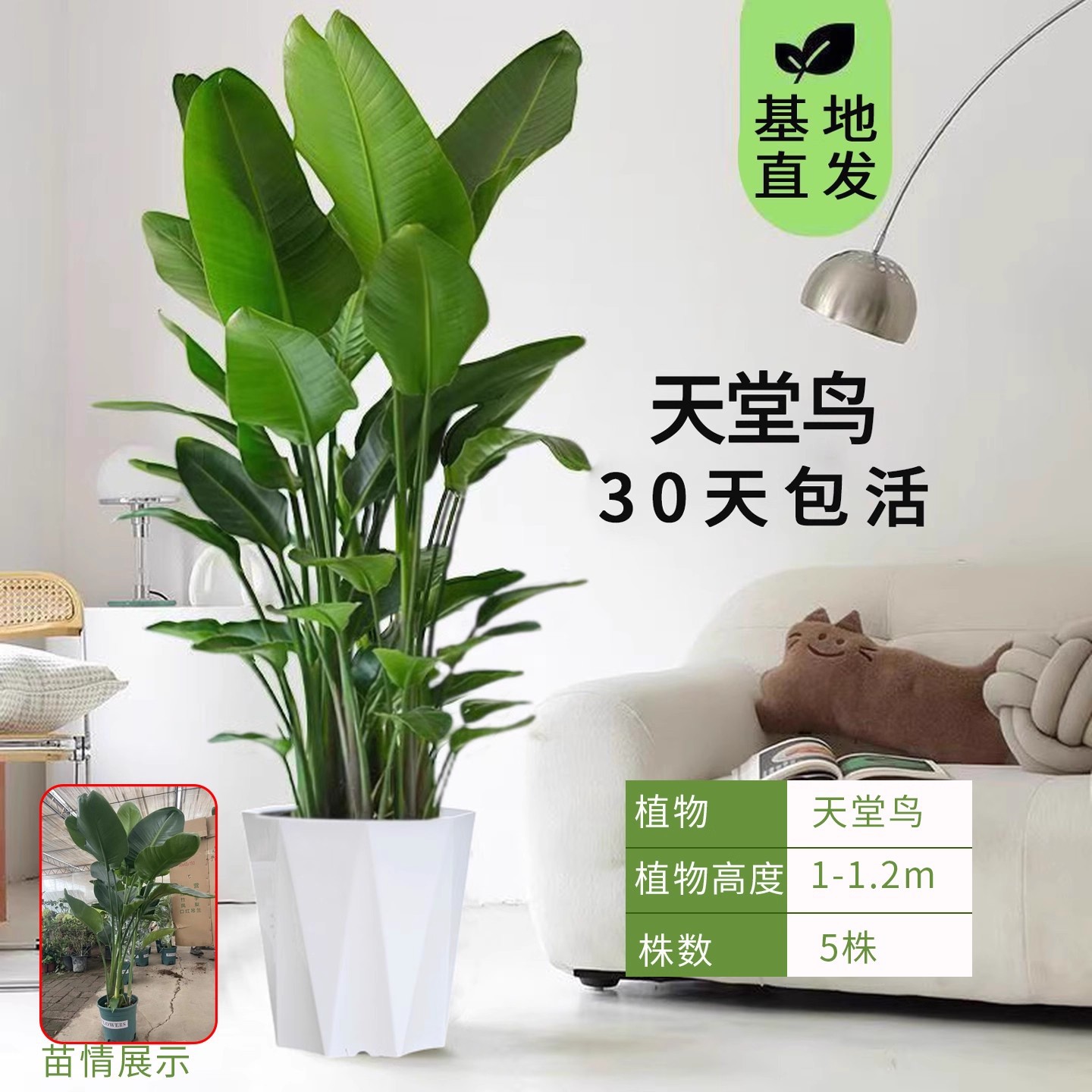 Aves del paraíso plantación de plantas grandes en maceta verde interior buena oficina de alimentación sala de estar flor verde plantación bonsai grana orquídea