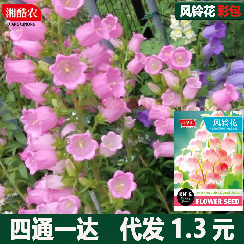 切花风铃草种子粉色风铃花铃铛花籽春秋播阳台盆栽庭院花境花种籽