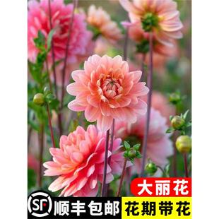 �����������ļ��ذ�������҃��̨ͥԺ����ֲ�ﻨ�ڎ������B�׻�