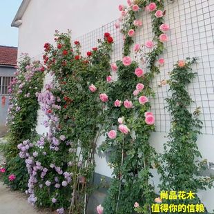 �Nޱ�ٱ������¼������ش󻨝�����ͥԺ�ļ�����ֲ�������L��õ��