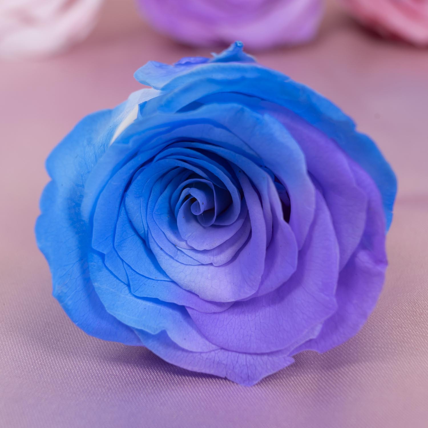 Yunnan Yongsheng flor fábrica al por mayor azul y blanco gradiente color conservado flores DIY flores eterna Rose cabeza grado A