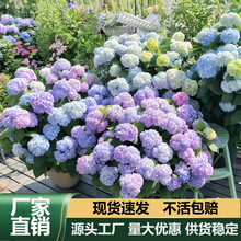 绣球花盆栽带花苞老桩无尽夏大花苗四季开花阳台庭院植物花卉绿植